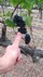2015 Pinot Noir, NGW, Clone 777-RLV, SRH - View 2
